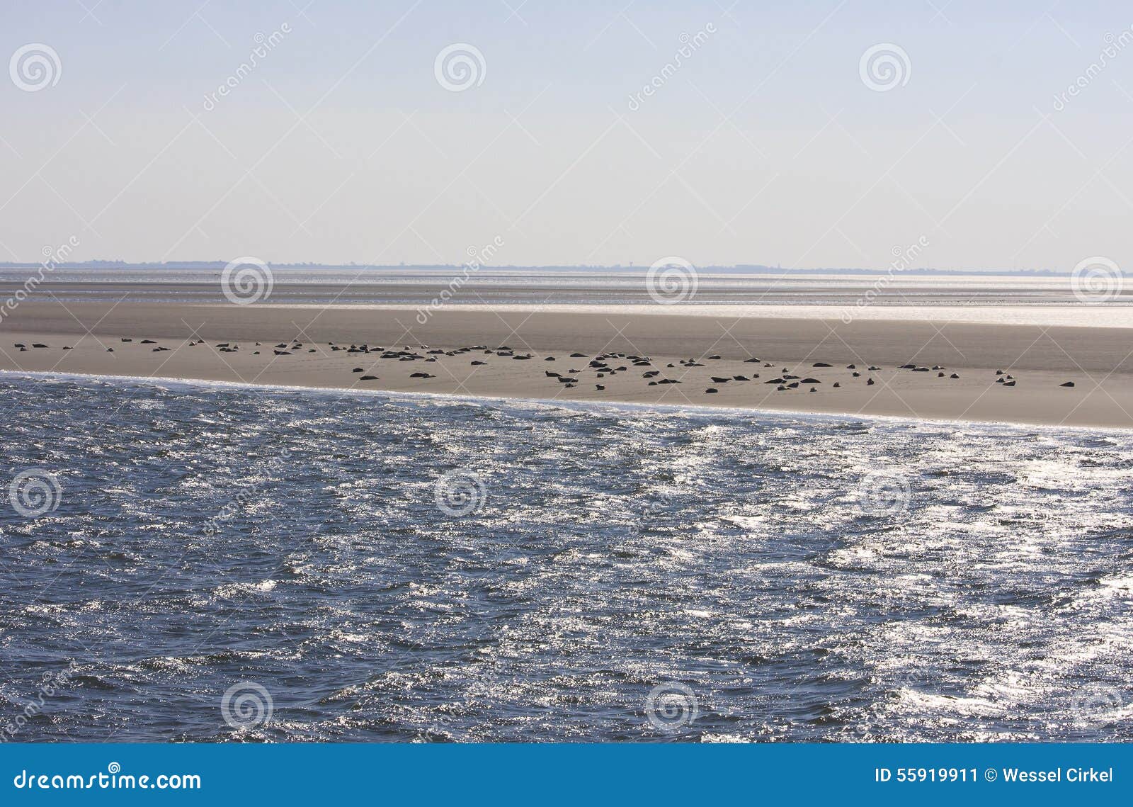 seals upon sand bench between terschelling and ameland