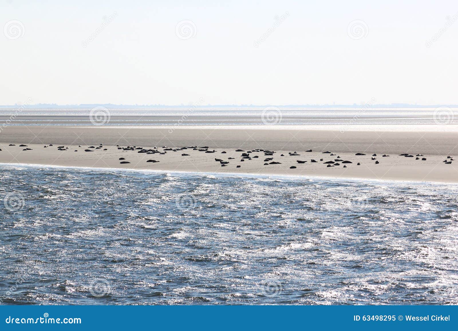 seals upon sandbank between terschelling and ameland
