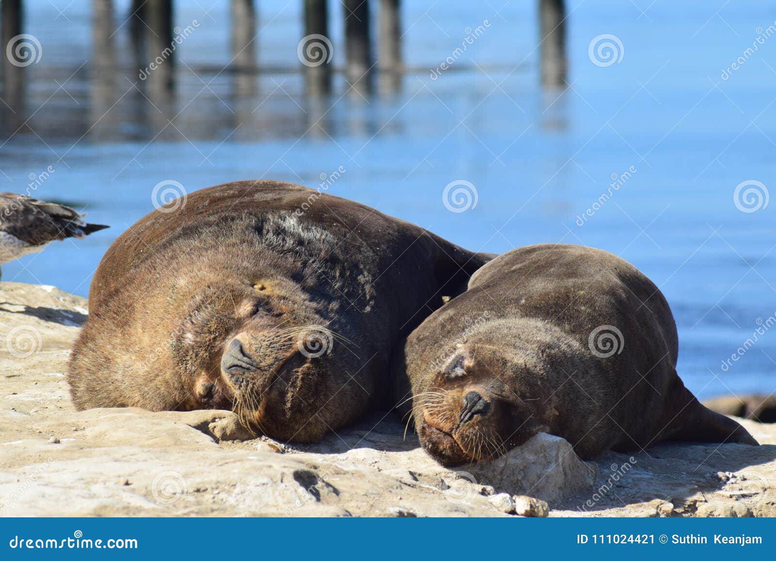 Seals are Sleeping on the Beach Stock Image Image of background