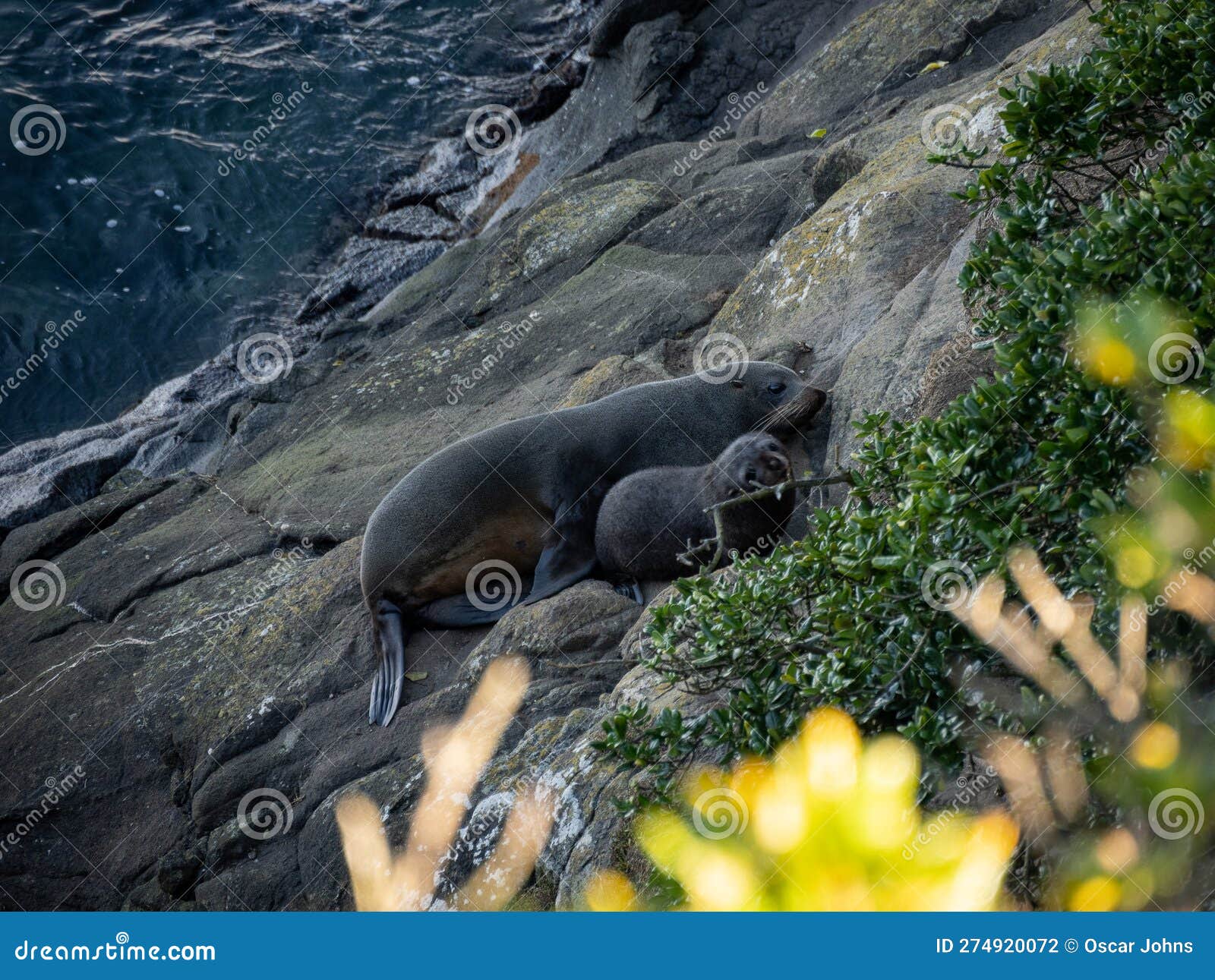 Seals sleeping together stock photo. Image of mother 274920072
