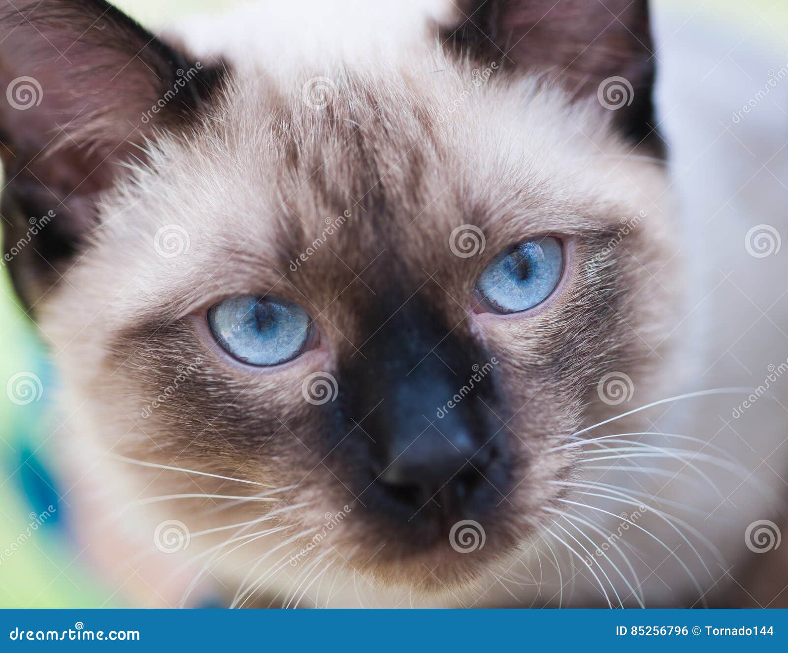 Seamese Katze Mit Schwarzer Nase Und Blauen Augen Stockfoto