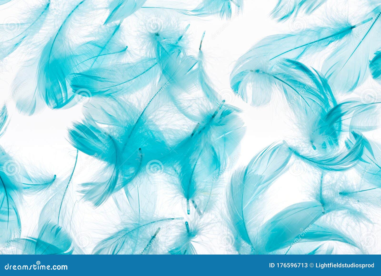 Seamless Background with Blue Feathers Isolated on White. Stock Image ...