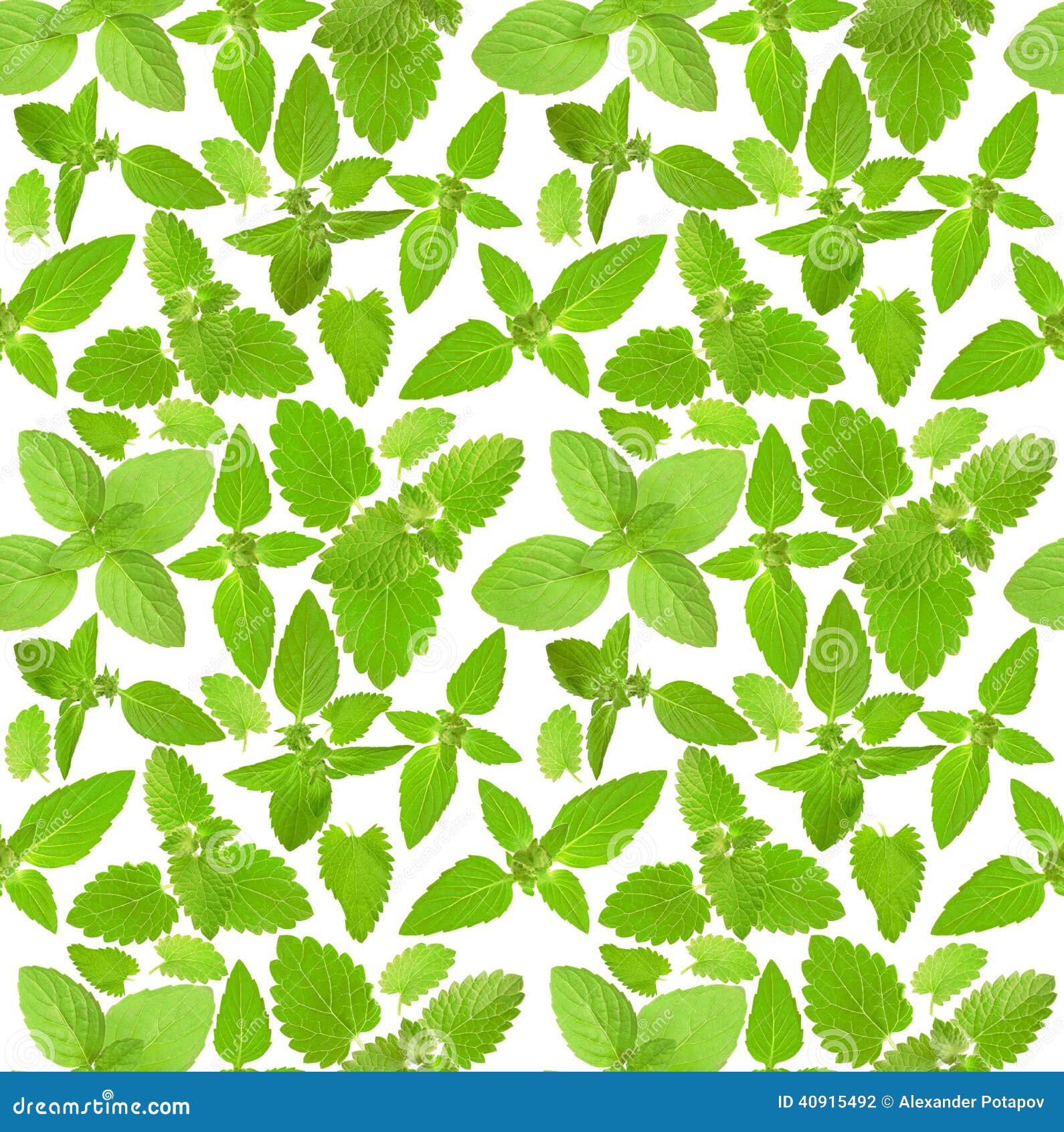 Seamless Background with Fresh Mint Leaves Stock Photo Image of close