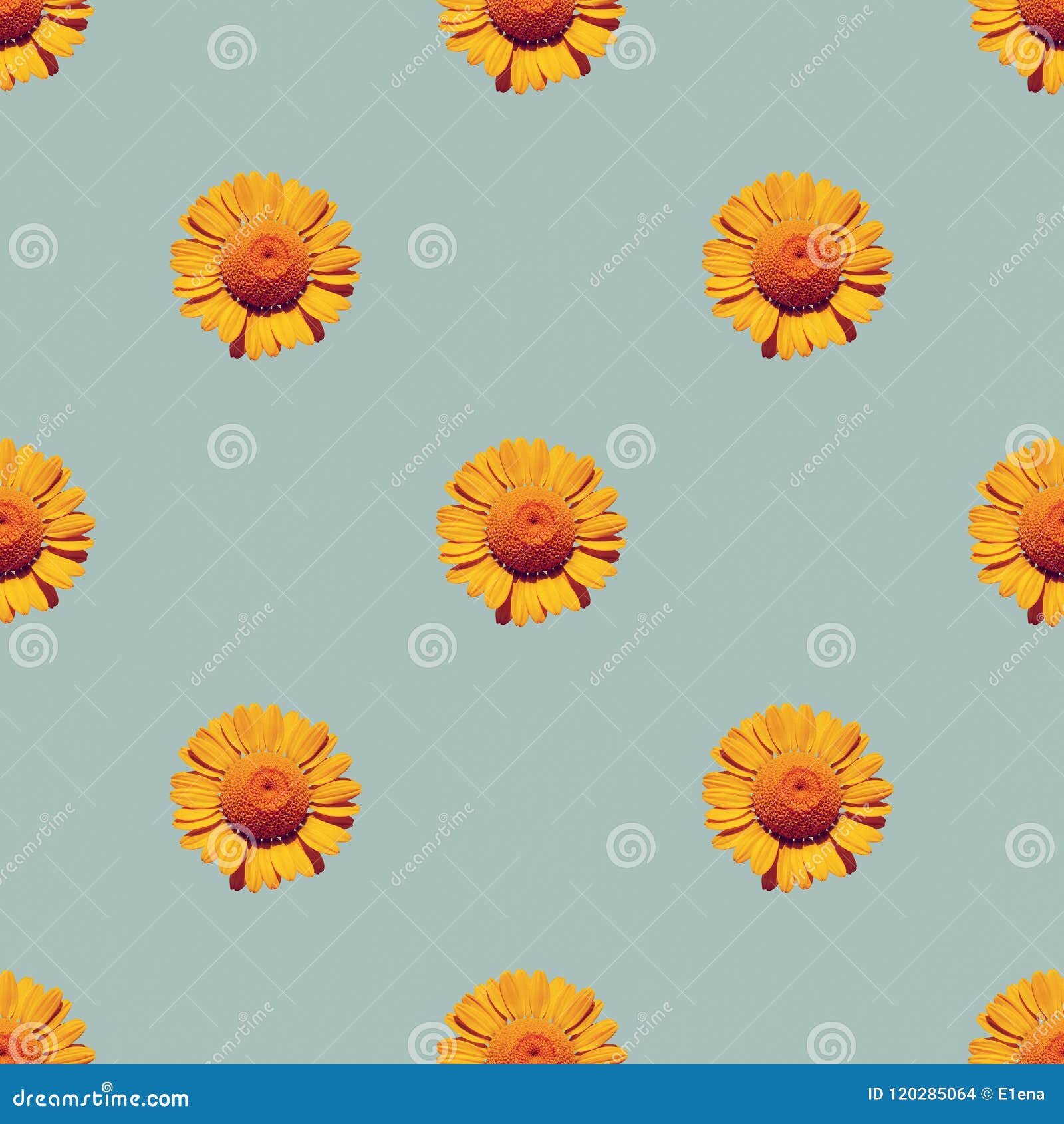 Seamless Background with Natural Blooming Yellow Daisies Stock Photo