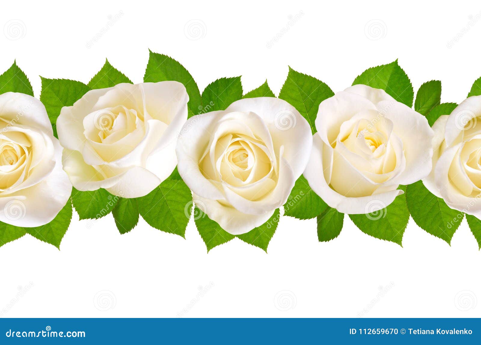 pic White Rose Border Clipart https www dreamstime com seamless border white roses isolated background image112659670