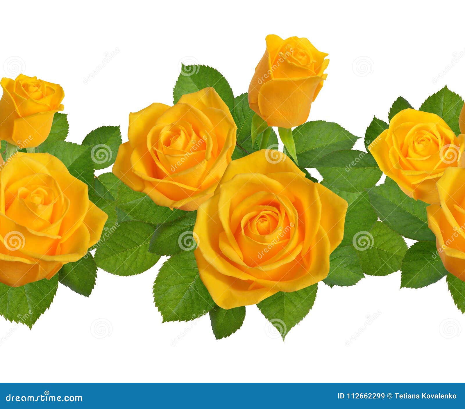 Seamless Border with Yellow Roses. Isolated on White Background Stock
