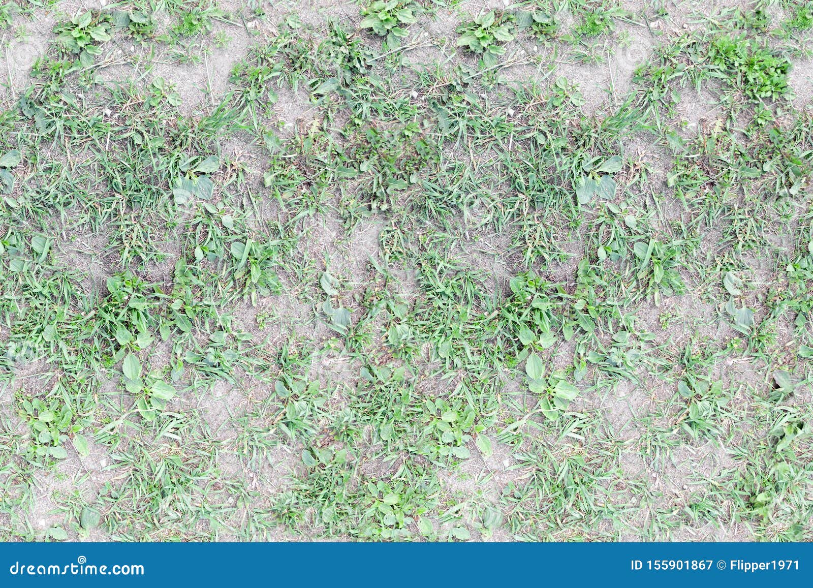 Seamless Grass Texture, Trampled Grass on the Ground, High Resolution