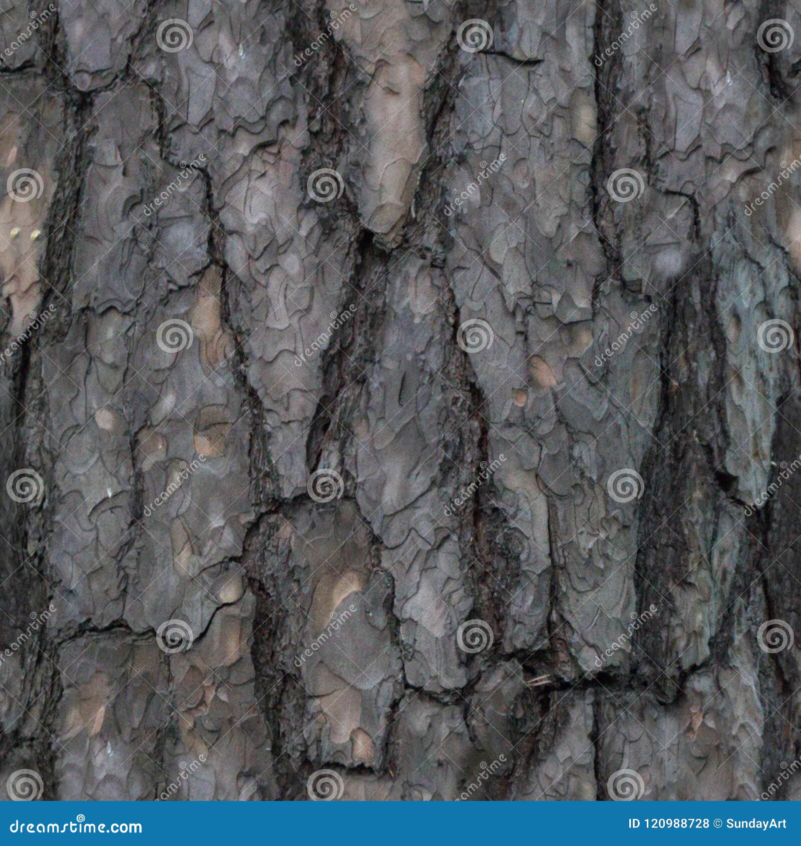 seamless pattern of old tree barque