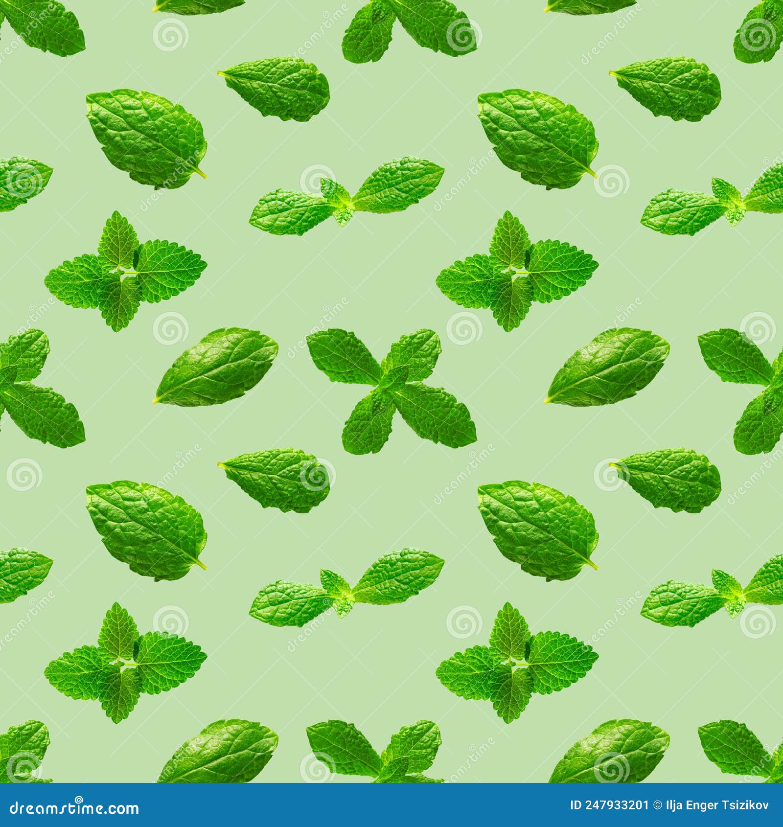Seamless Pattern of Fresh Mint Leaves on Green Background Stock Image