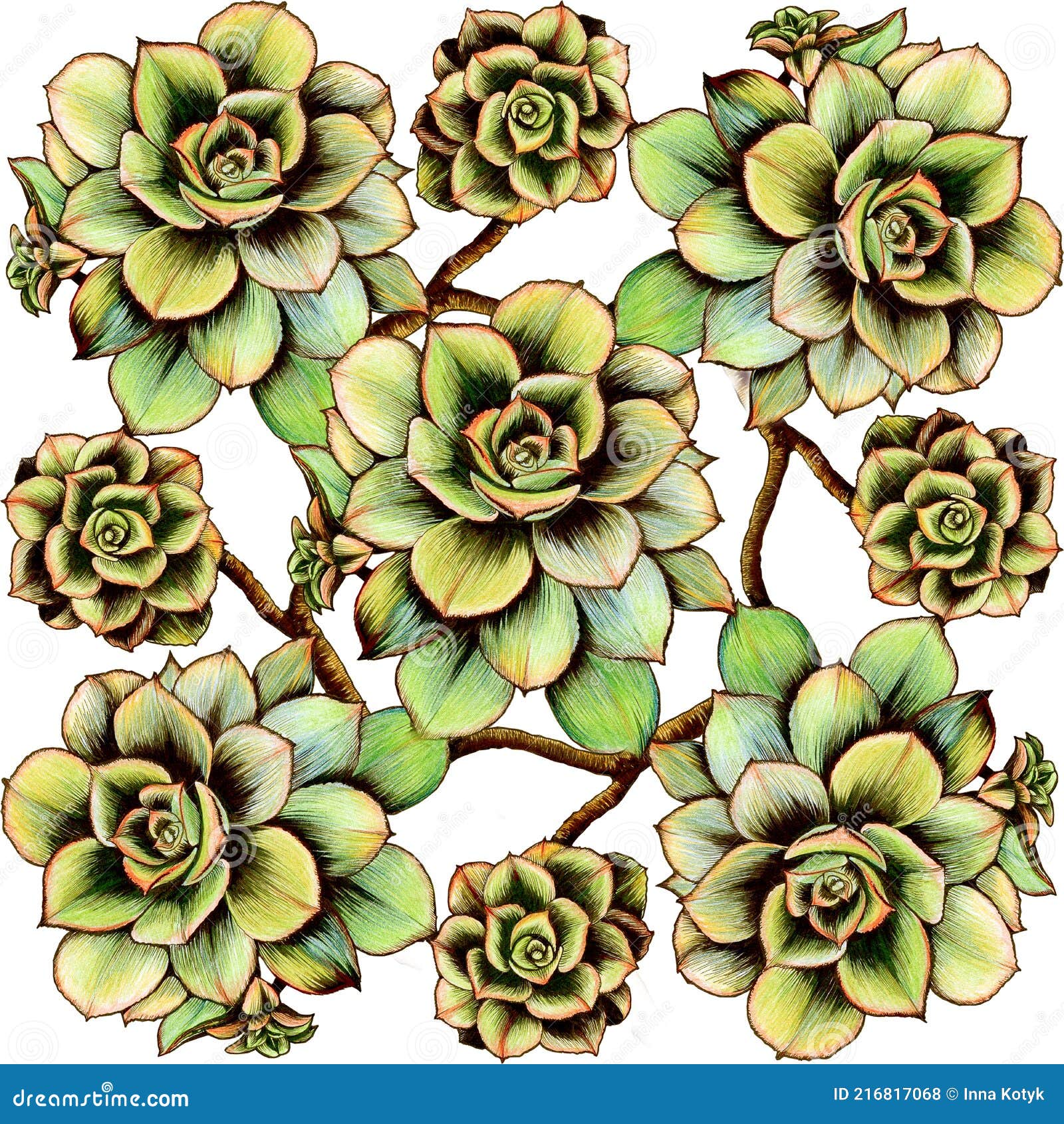 seamless pattern. succulent eonium is a plant of southern latitudes. composition on a white ackground.