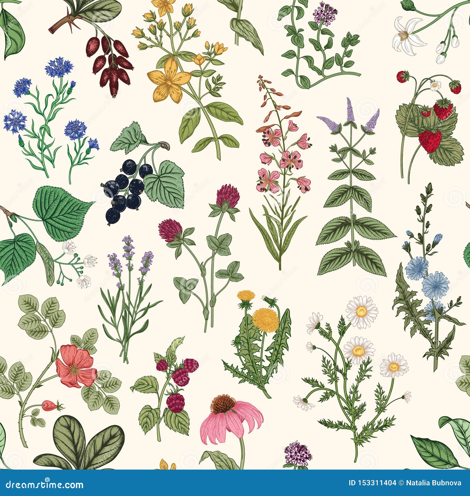 Seamless Pattern with Wild Herbs. Stock Vector - Illustration of berry ...
