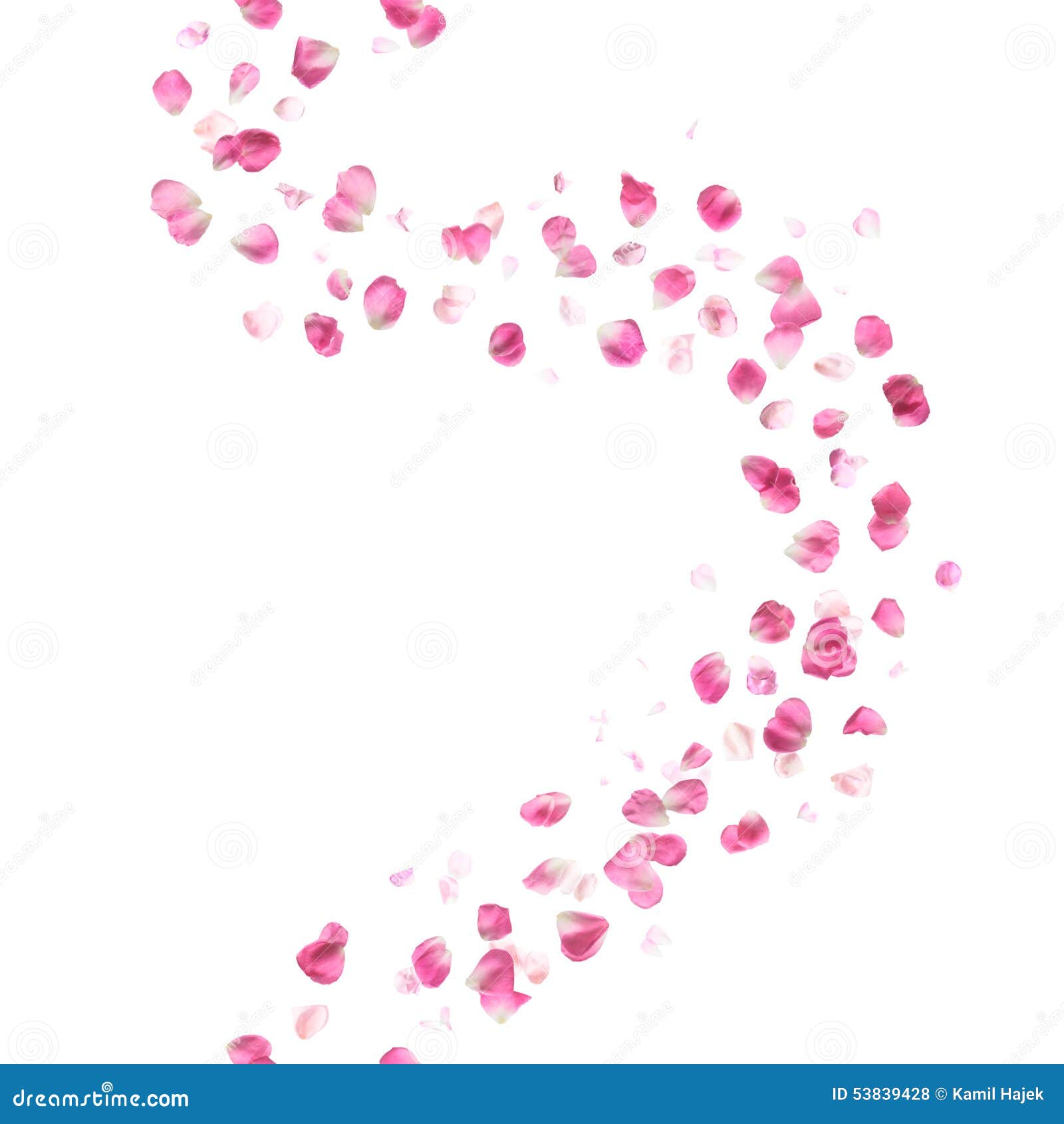 seamless pink rose petals pattern