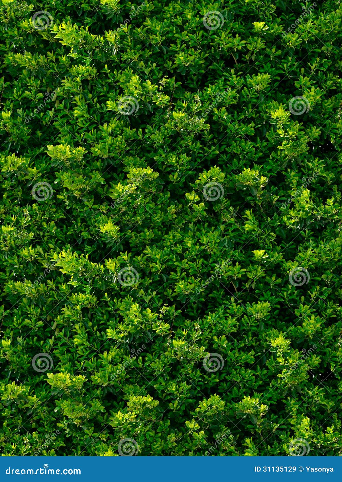 Seamless Texture of Green Leaves Stock Image Image of leaf