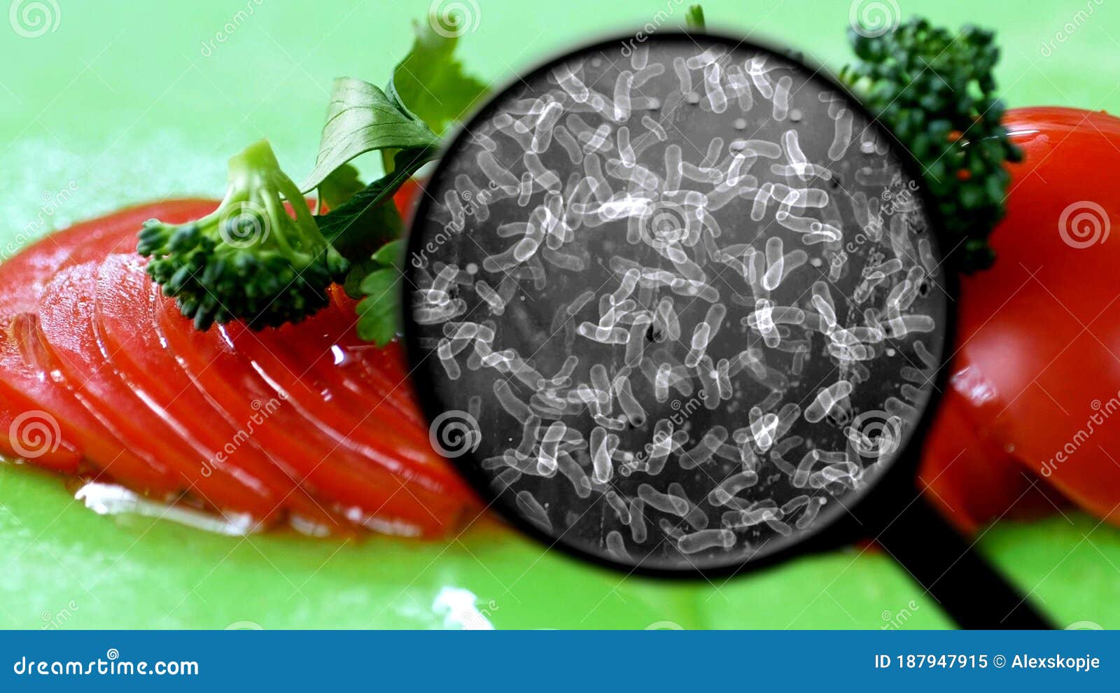 Search for Bacteria in Food Stock Image Image of bread, salmonella