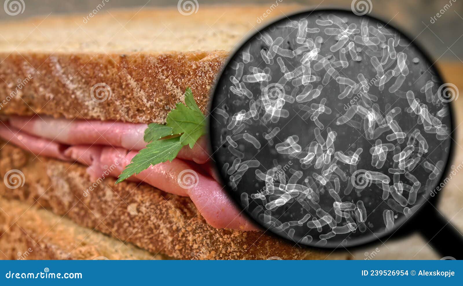 Searching for Bacteria in Sandwich Stock Photo Image of bacterium