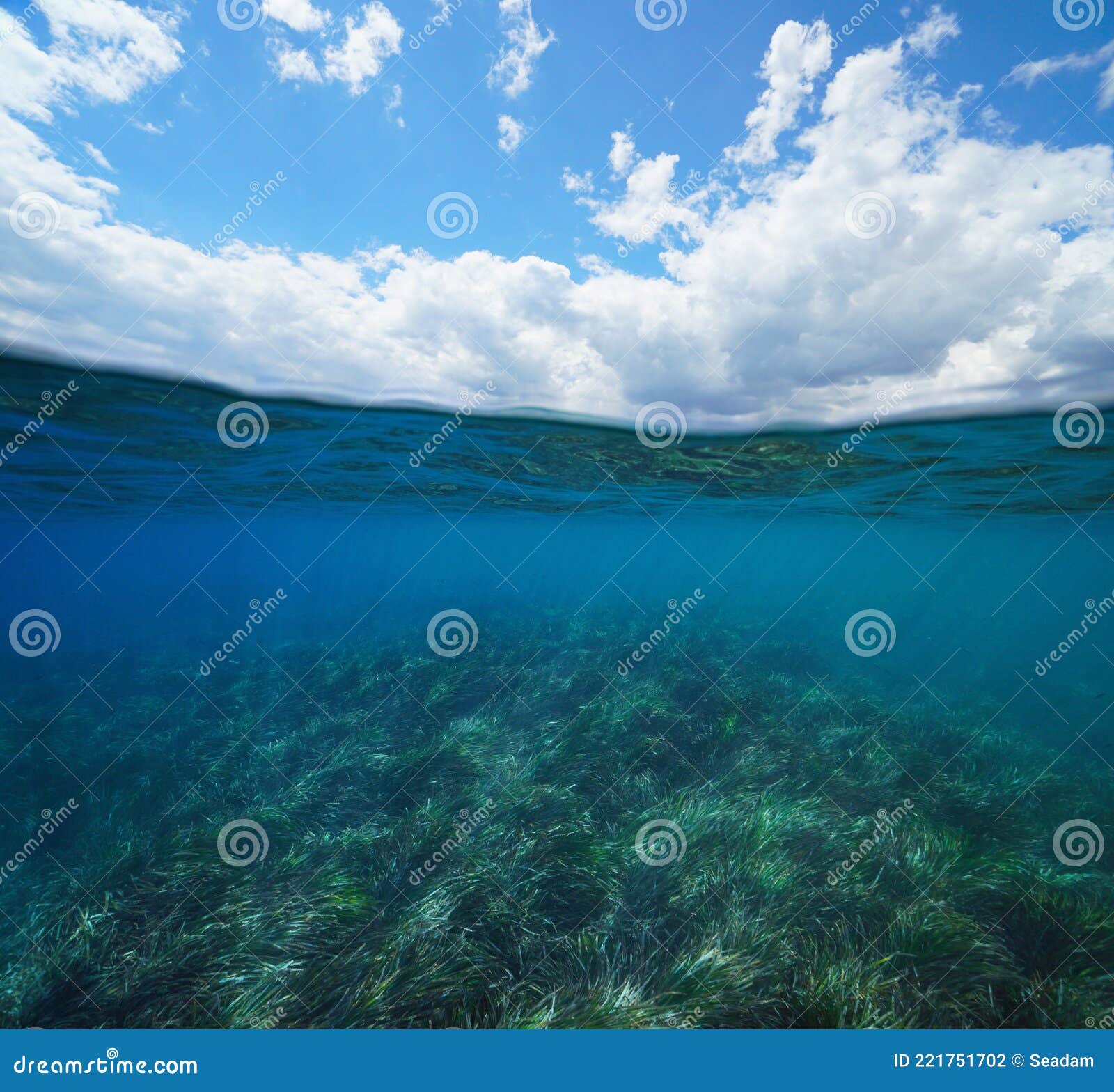 Mediterranean sea split view seagrass underwater Stock Photo by