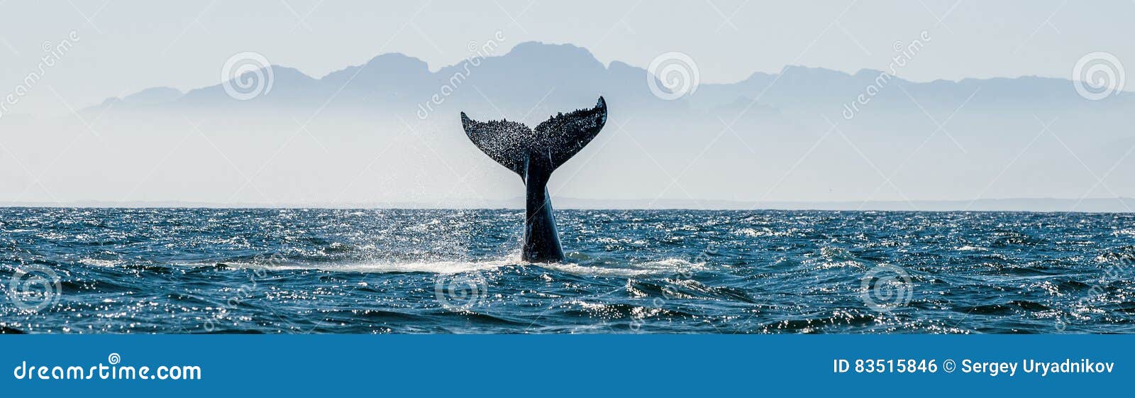 seascape with whale tail