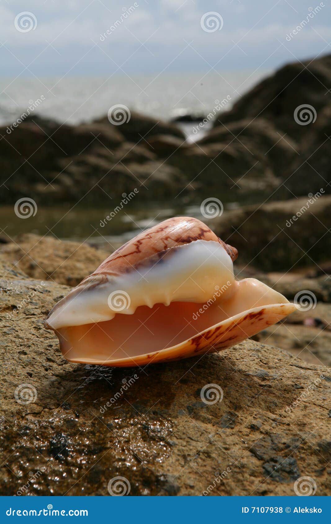 seashell