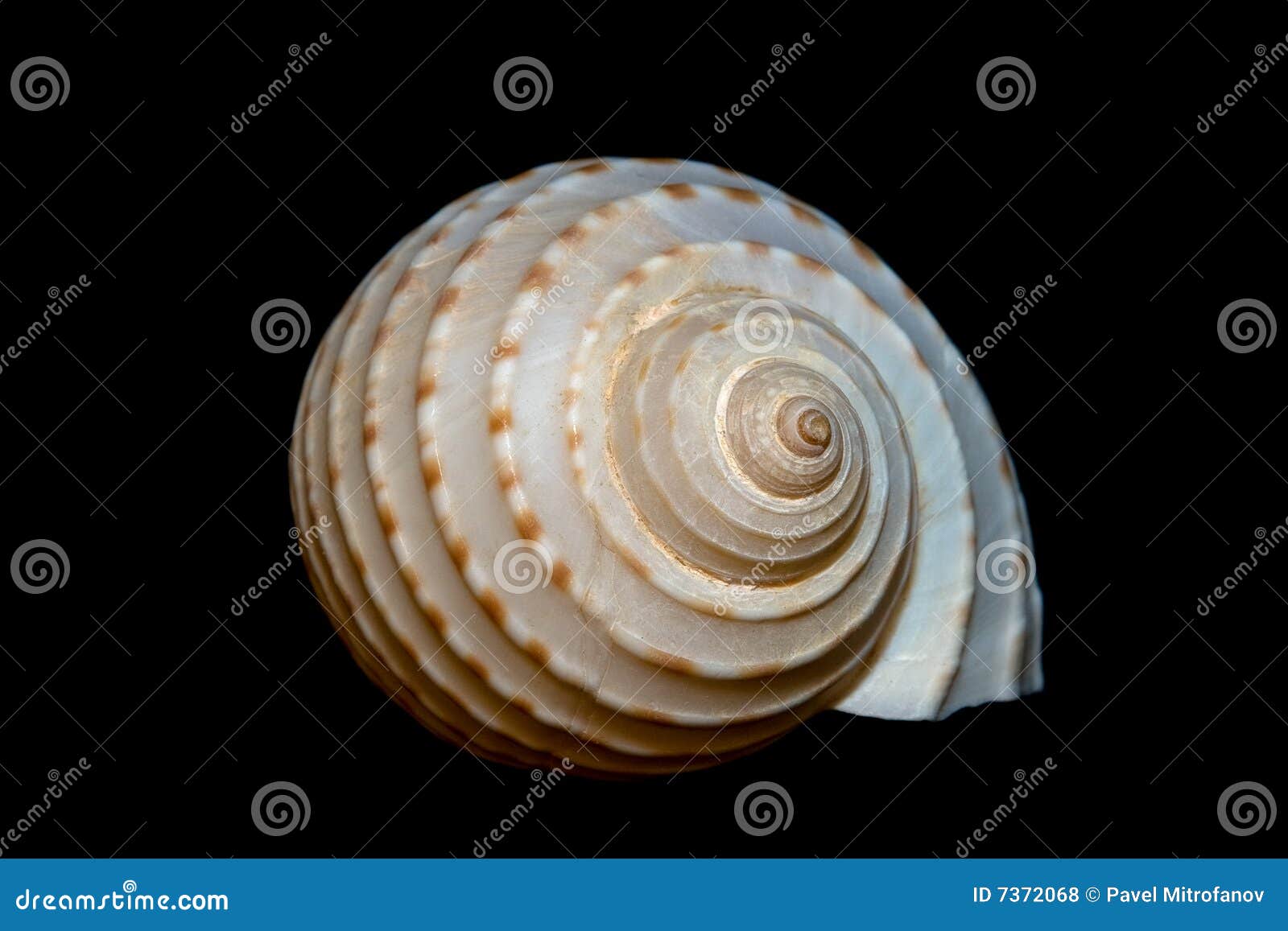 Um seashell isolado do conch sobre o preto.