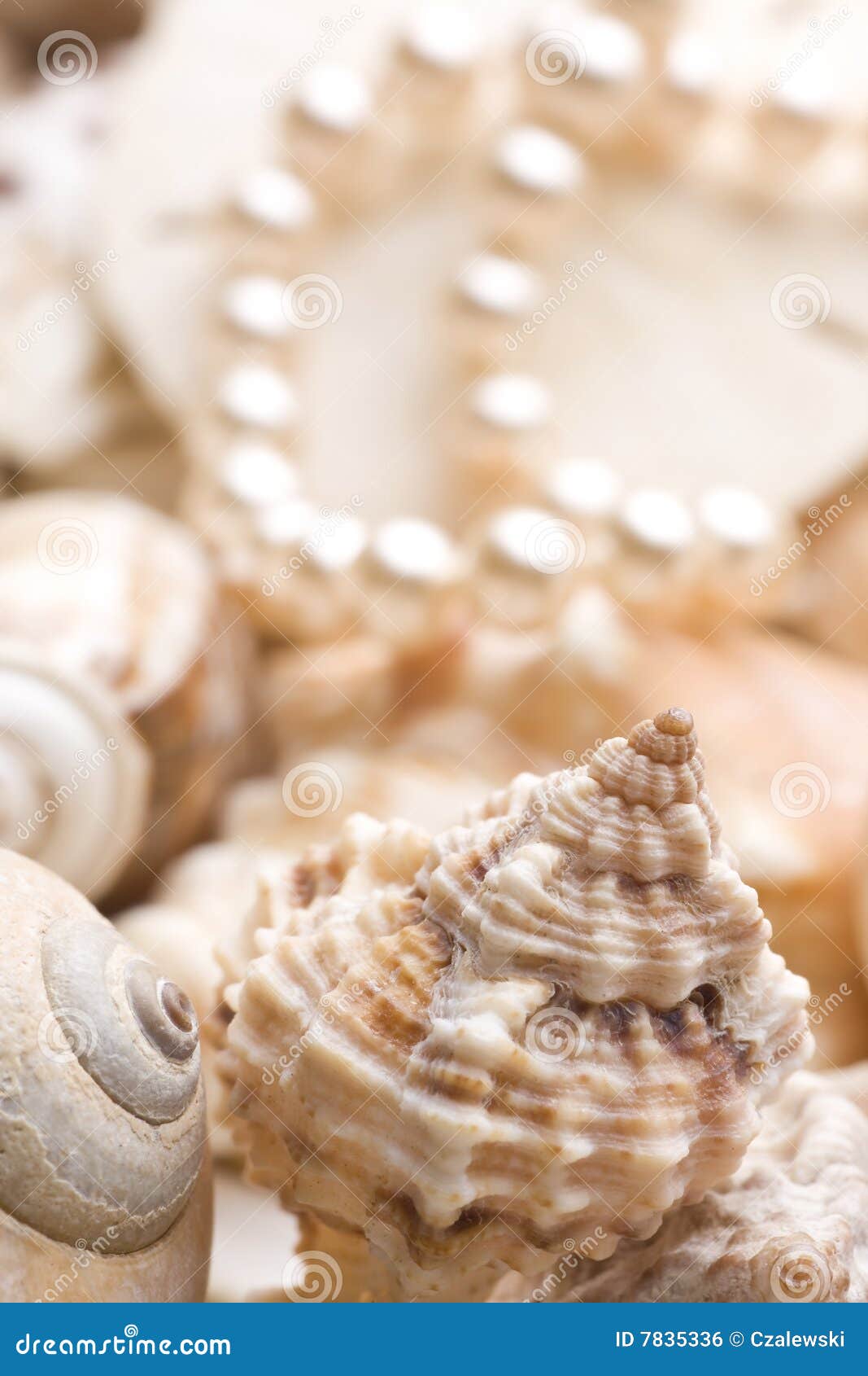 Seashell Background with Pearls Stock Photo - Image of nature