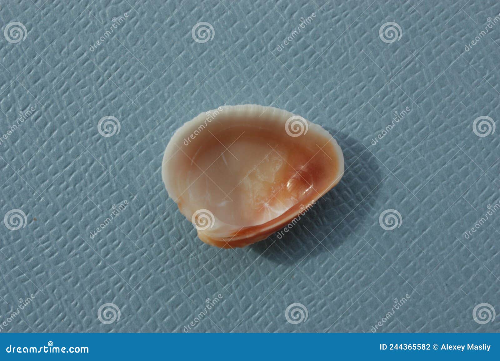 seashell of bivalve mollusc cross-barred venus, chione cancellata, on a blue background.