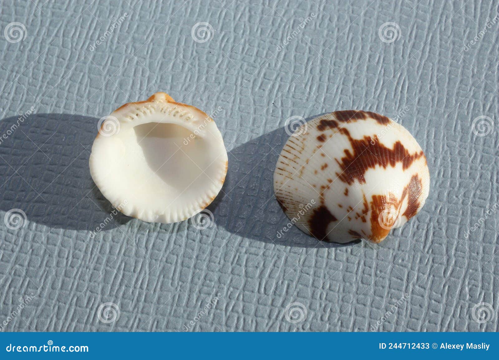 seashell of bivalve mollusc decussate bittersweet, glycymeris decussata, on a blue background.