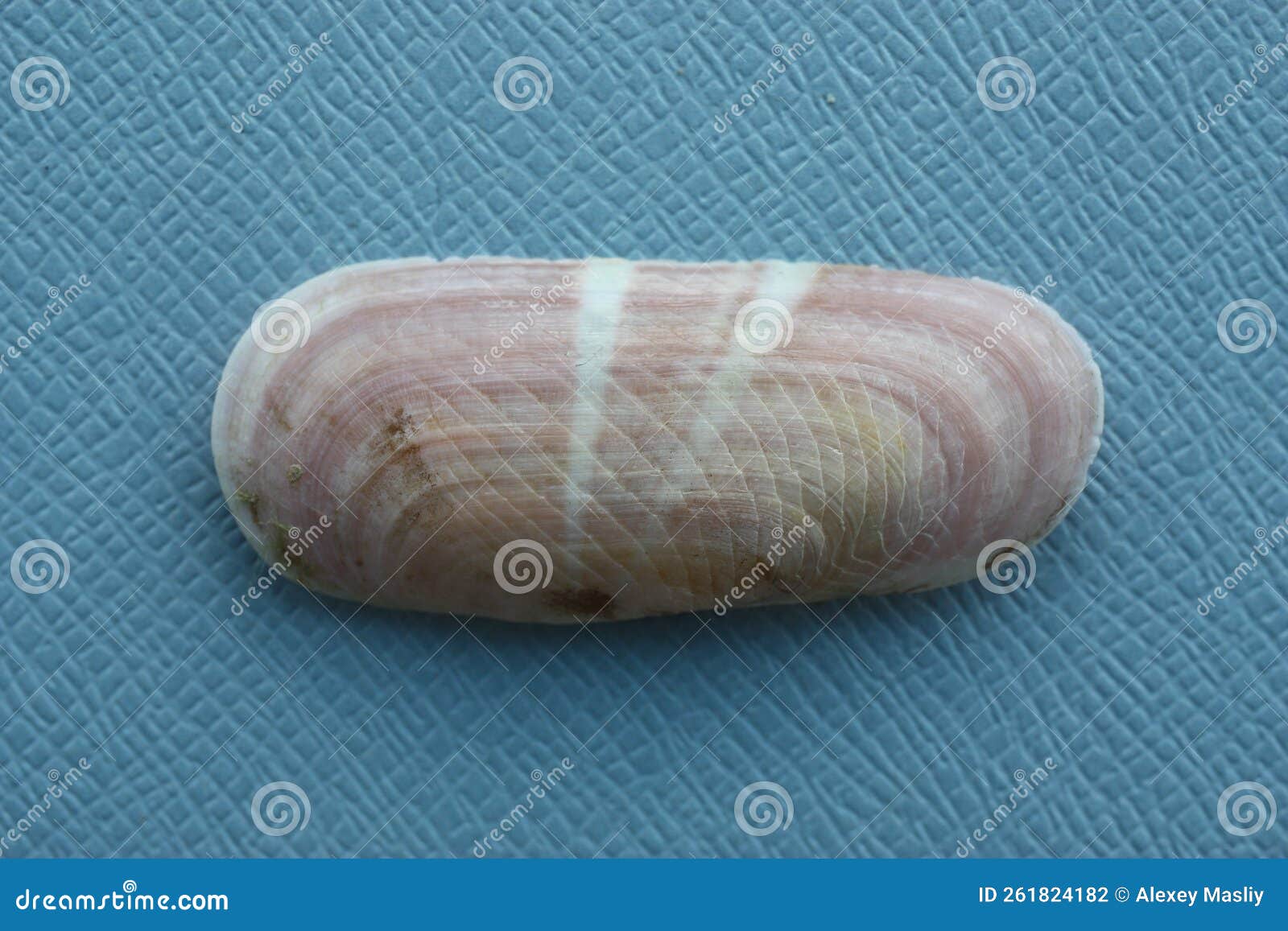 seashell of bivalve mollusc scraper clam or rosy razor clam (solecurtus strigilatus) on a blue background