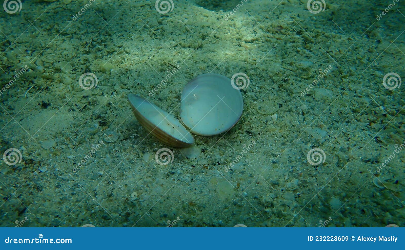 seashell of bivalve mollusc smooth clam, callista chione, on sea bottom, undersea, aegean sea, greece, halkidiki
