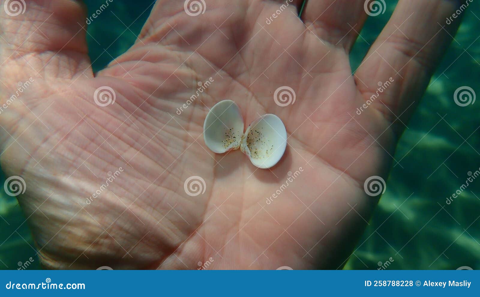 seashell of bivalve mollusc smooth clam or smooth callista, brown venus (callista chione) on the hand of a diver