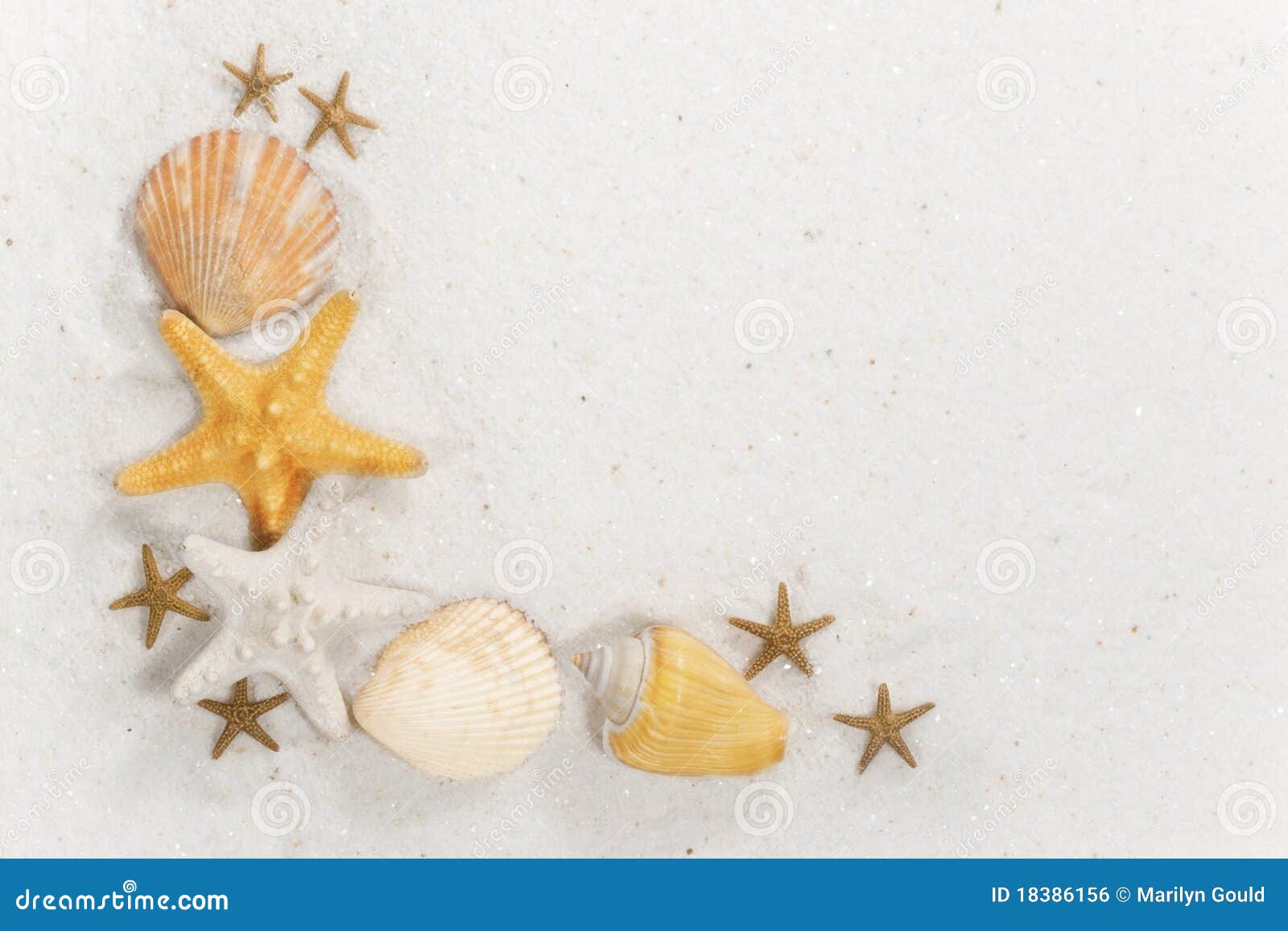 Seashell Border stock photo. Image of seashells, orange - 18386156