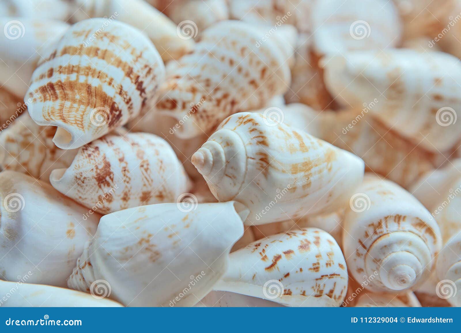seashell collection close up, whites, pastels, sea urchin shells