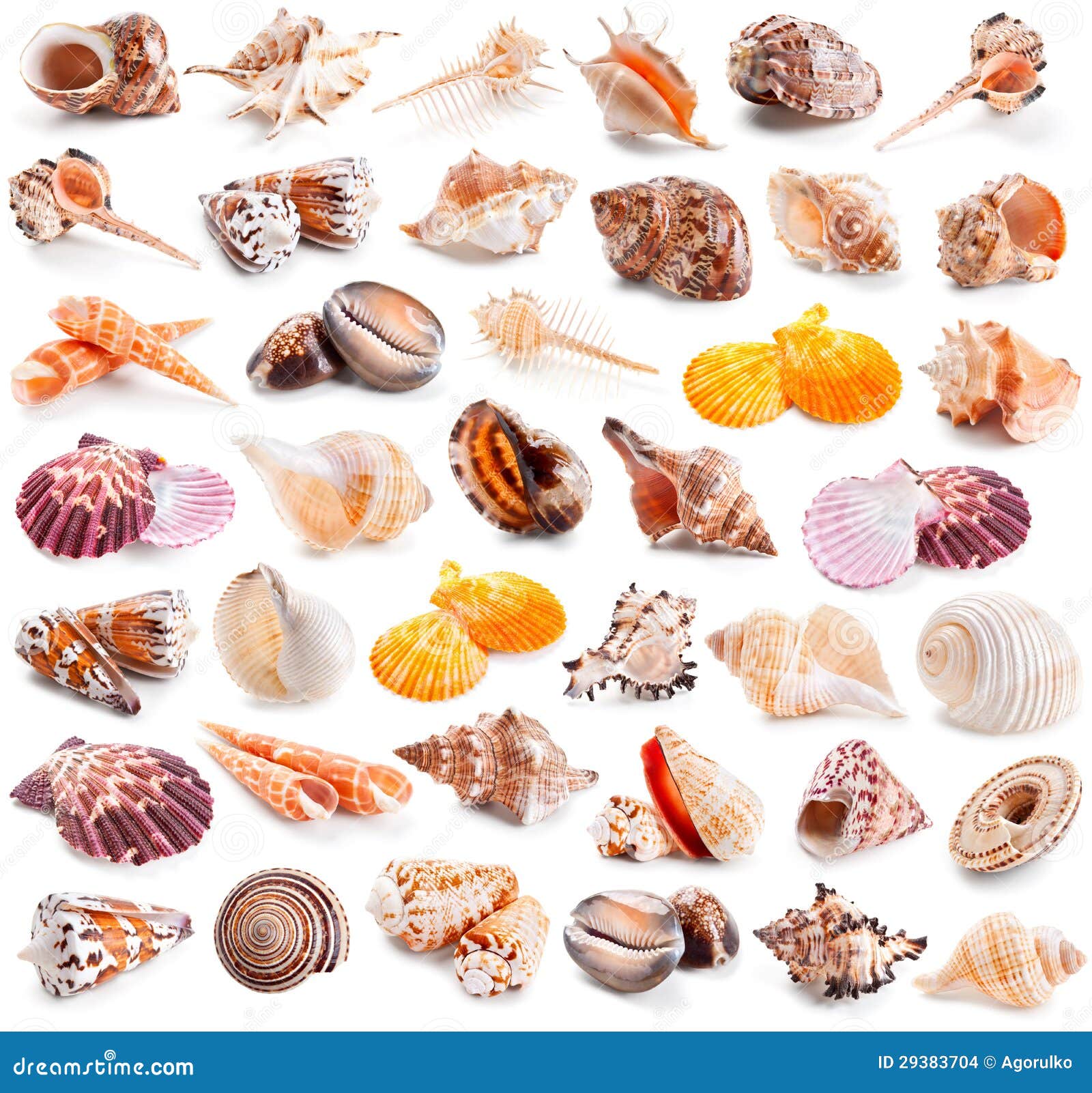 seashell collection  on a white