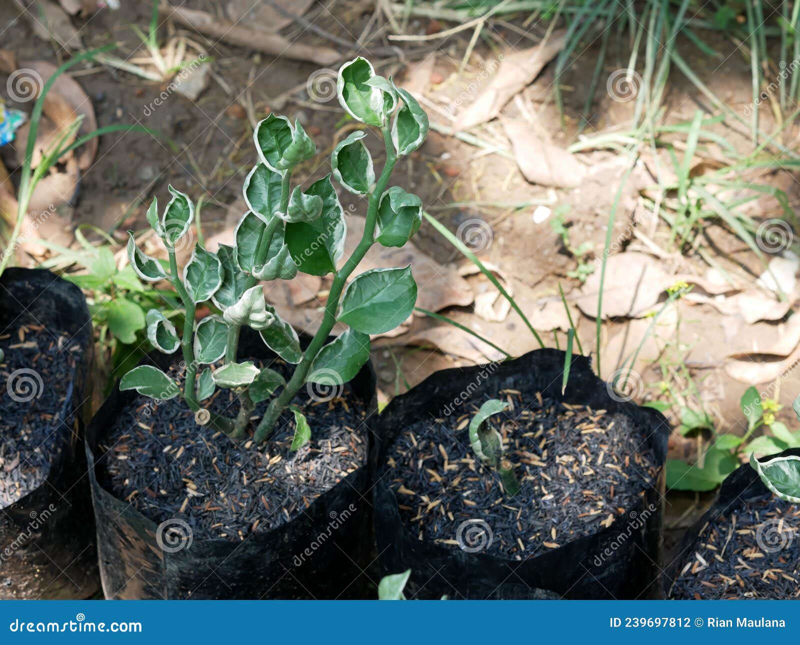 Seashell Devils Backbone, Seashell Zigzag Plant in Pot Stock Photo