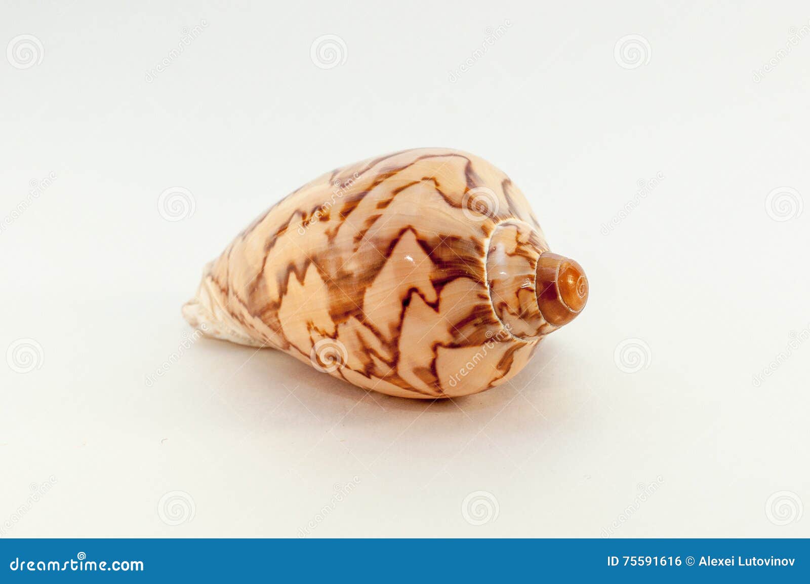 Seashell stock photo. Image of mollusca, souvenir, crayfish 75591616