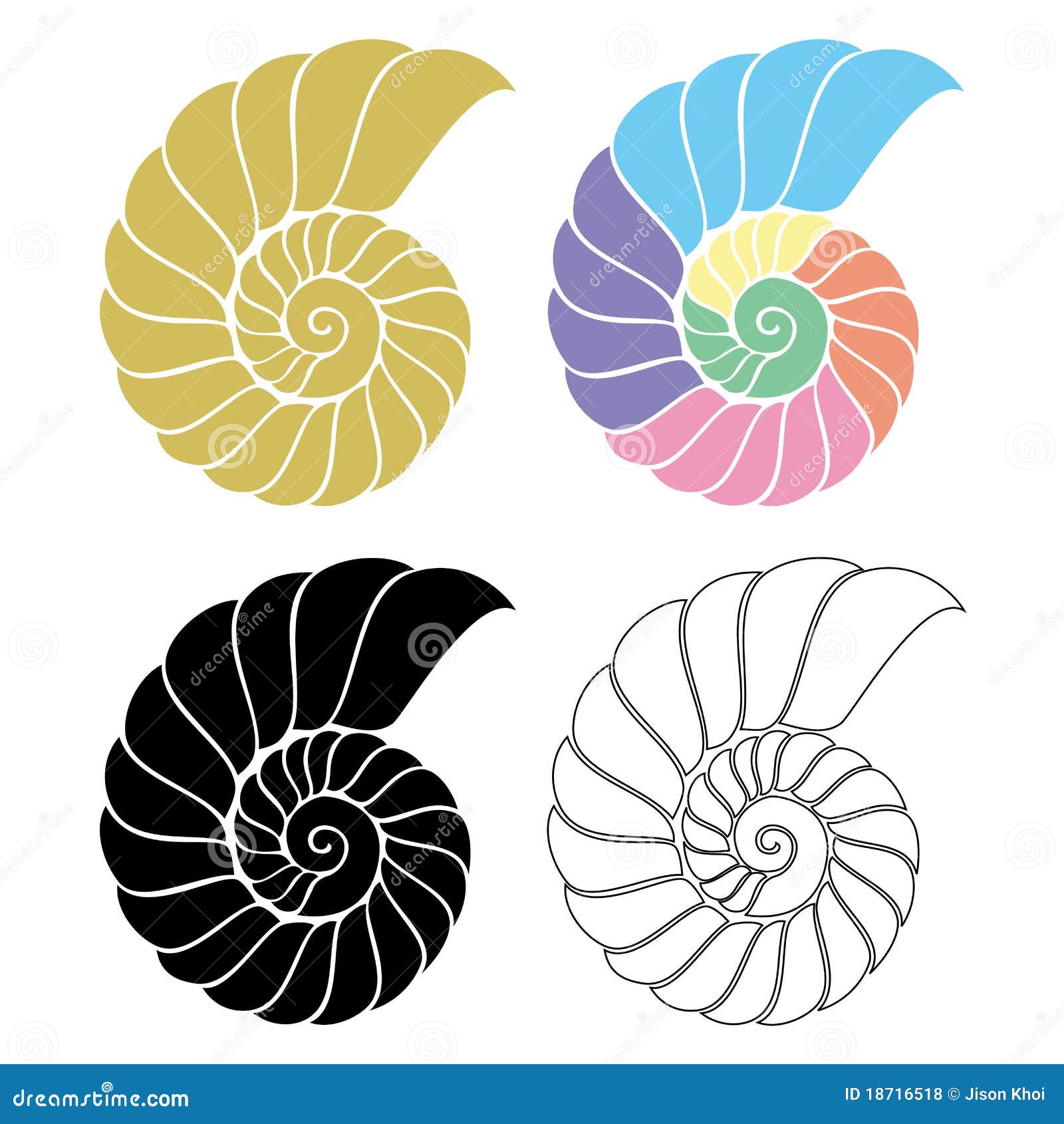 seashell nautilus