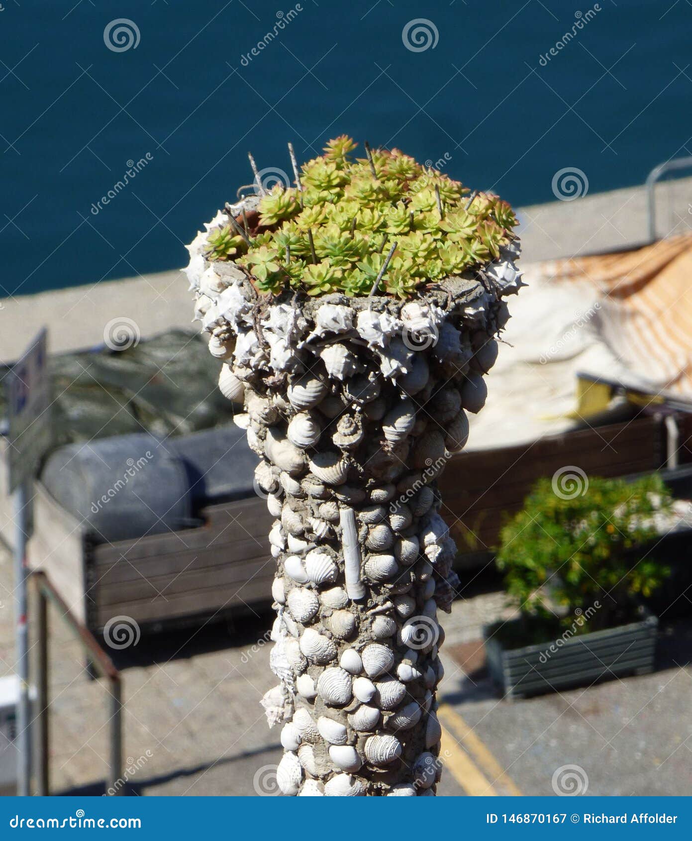 Seashell Planter with Succulants Stock Image - Image of planter, plants:  146870167