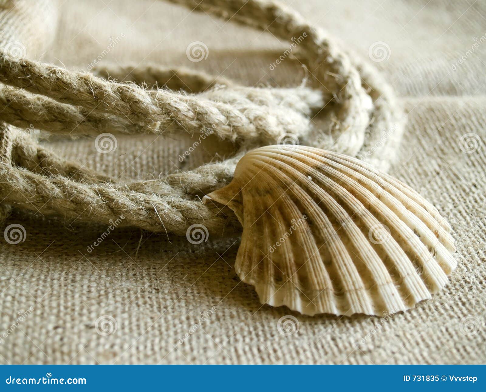 seashell loop