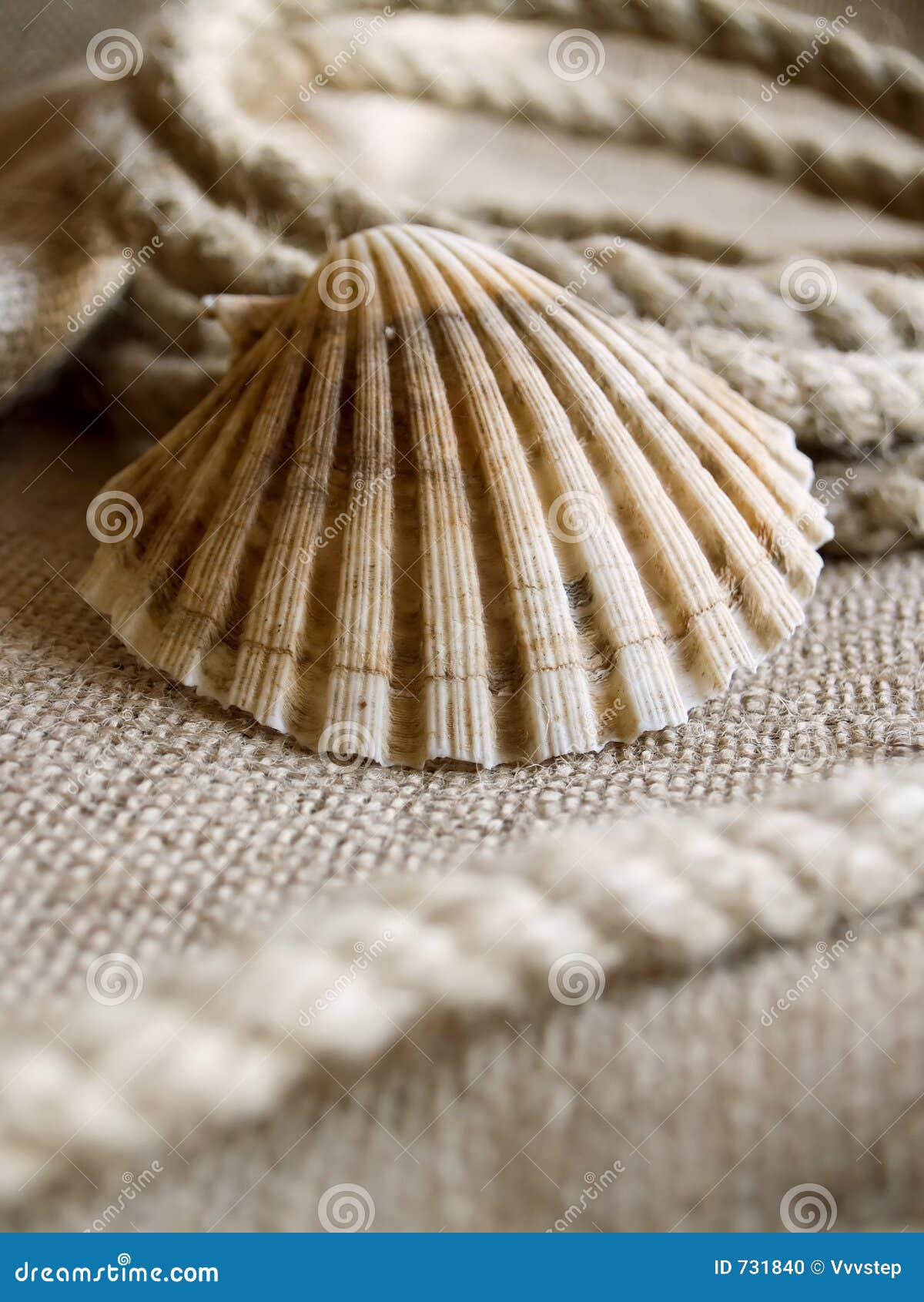 seashell loop
