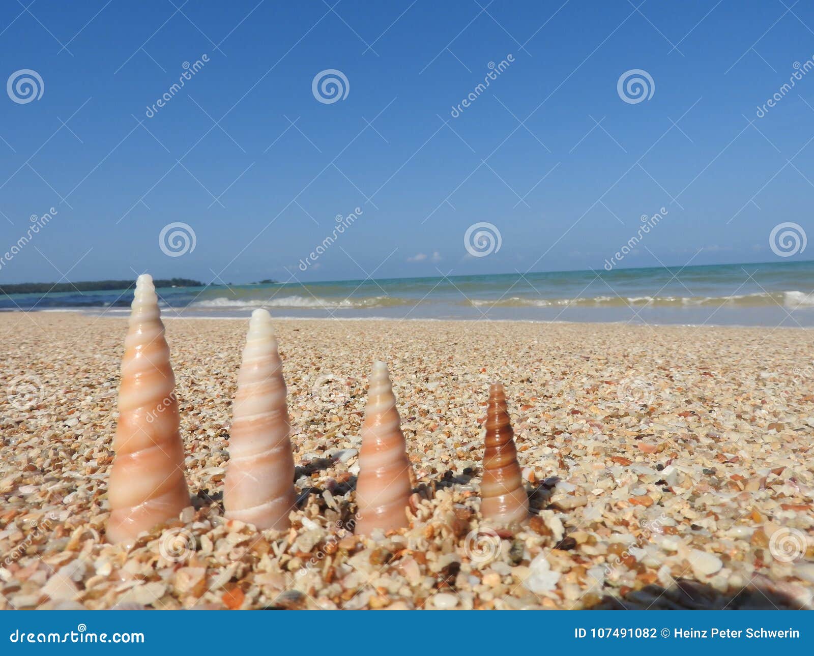 seashell on the sandy beach