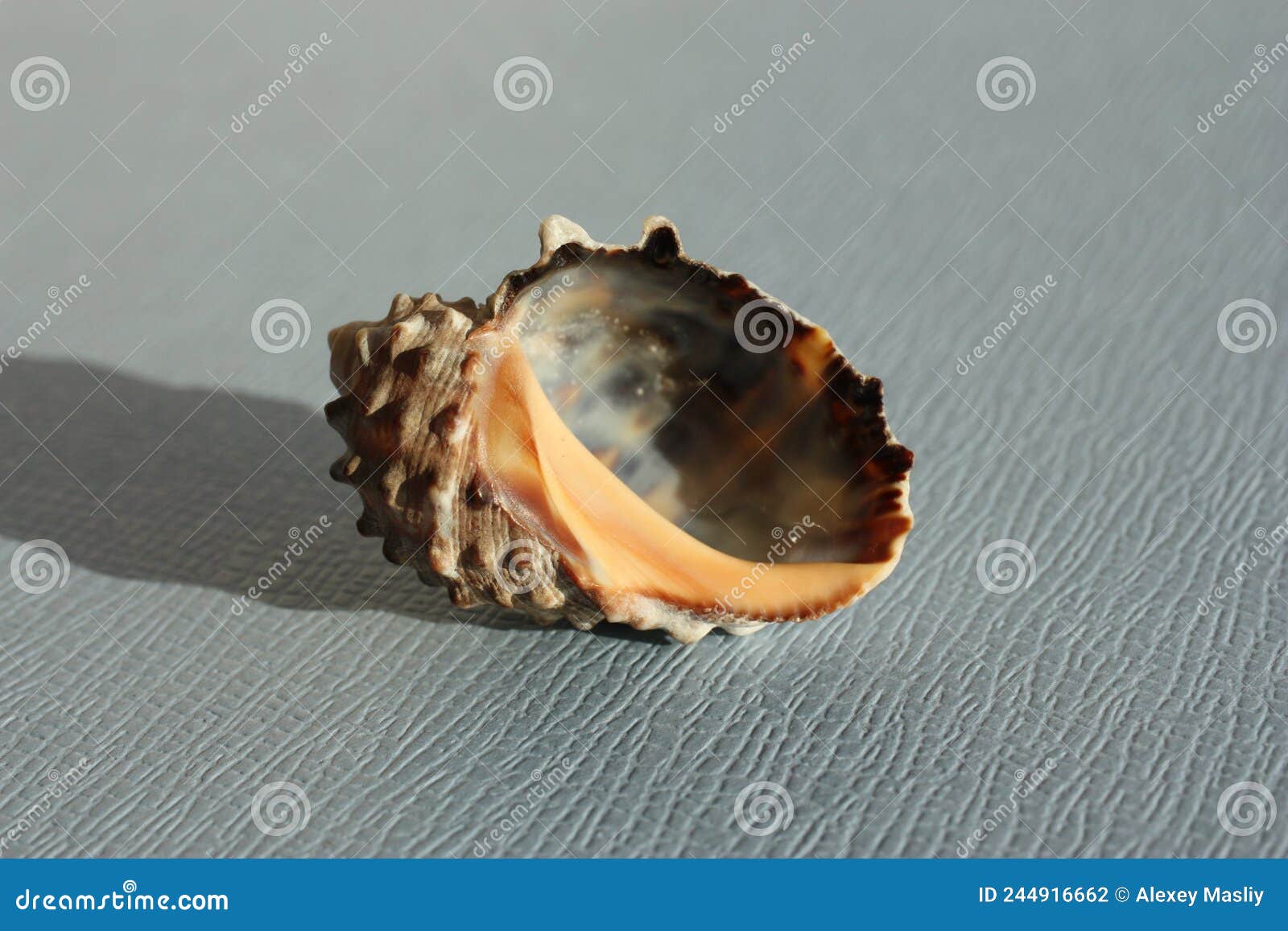 seashell of sea snail widemouth rockshell or wide-mouthed purpura, wide-mouthed dye shell plicopurpura patula on a blue background