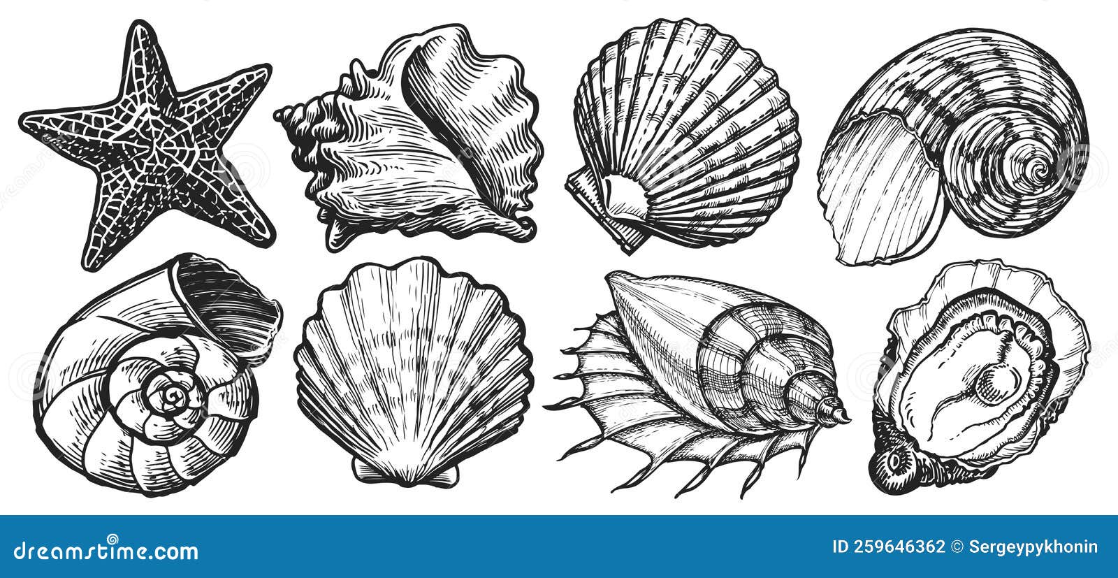 seashell sketch. sea animals set. starfish, mussel, ocean shell. marine concept. underwater world  