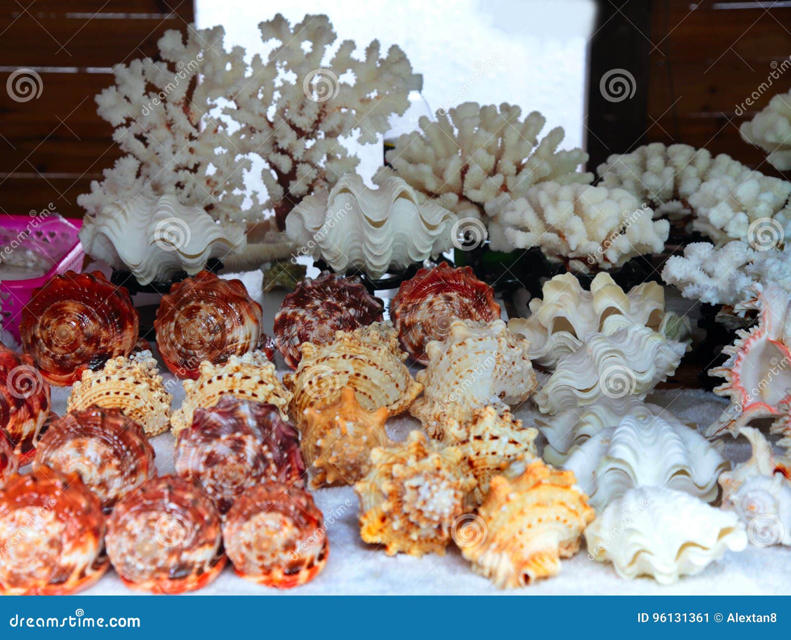 Seashell Souvenir Handmade in a Showcase Stock Image Image of fair