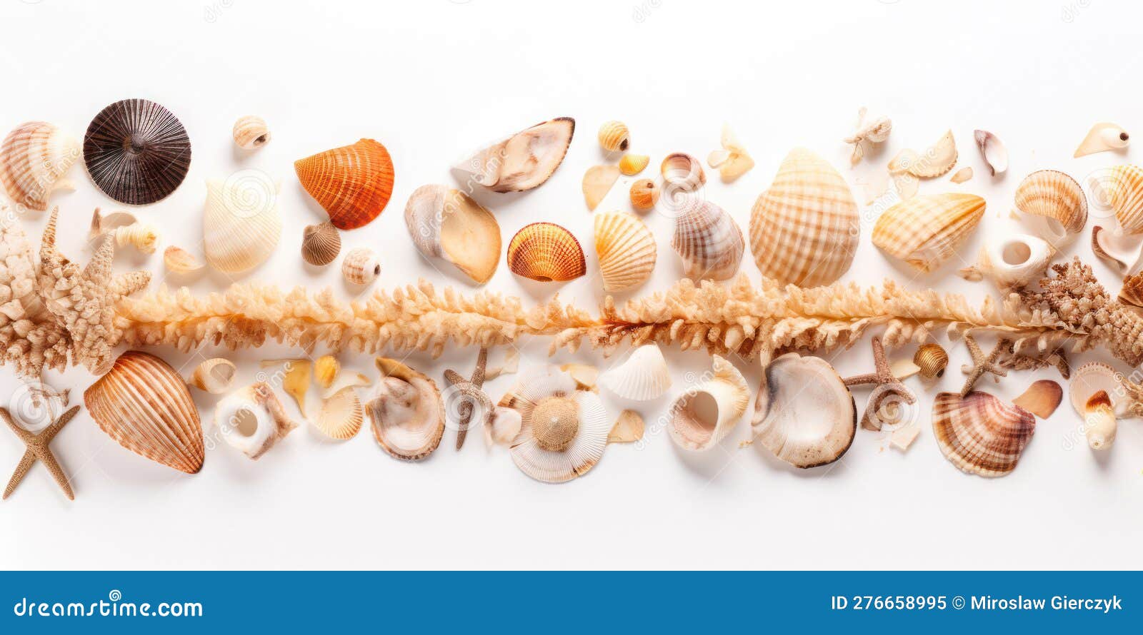 seashell and starfish collage on white background