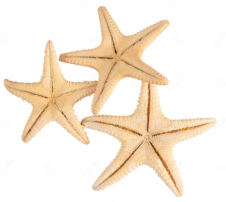 Seashell Starfish Top View Isolated on White Background with Clipping ...