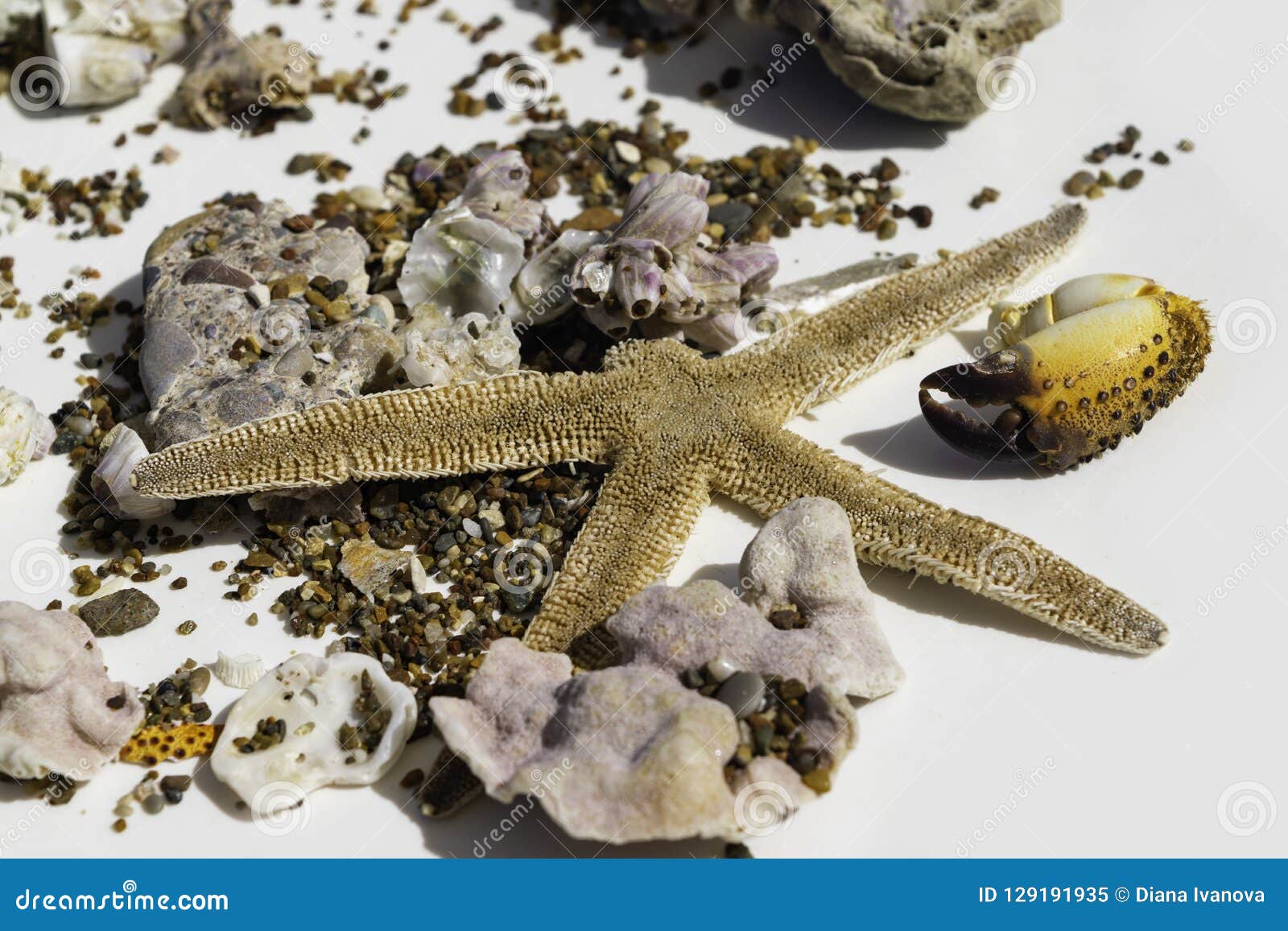 seashells, crab claw, stones, corals, starfish on white background, travel conception, selective focus