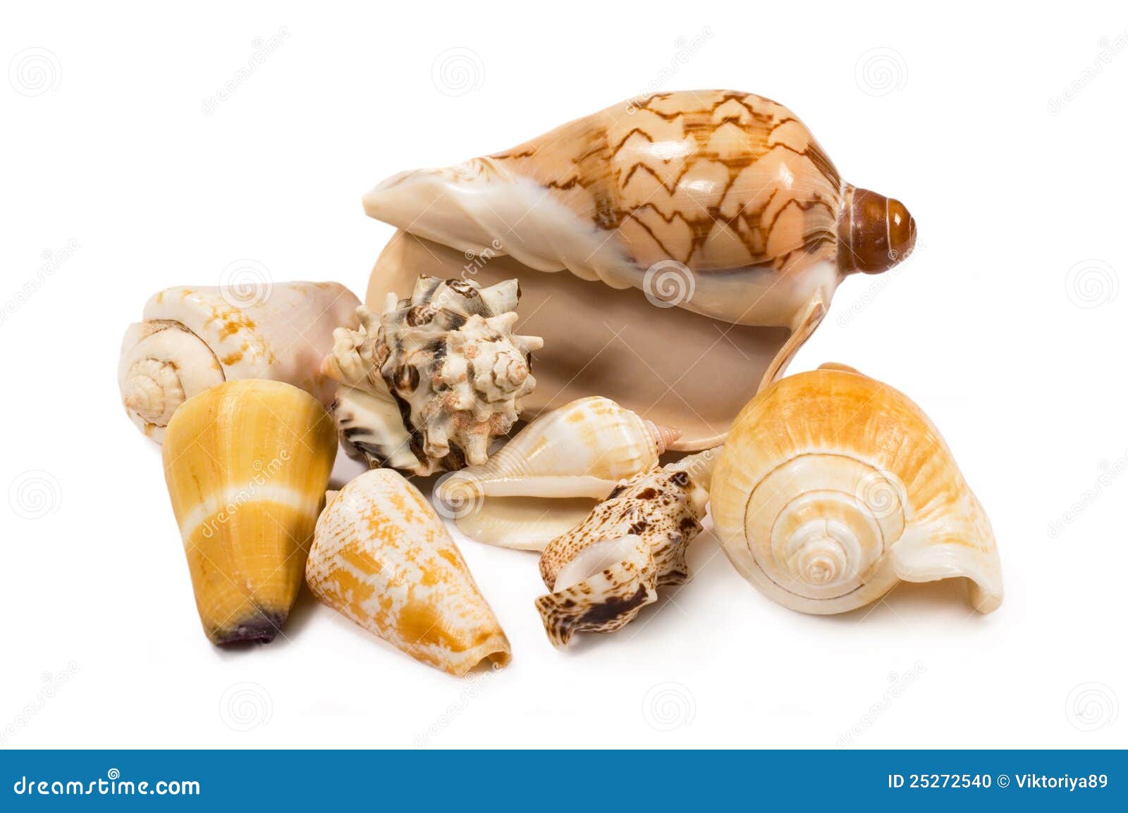 Seashells Isolated On A White Background. Shells Painted In Gold Color