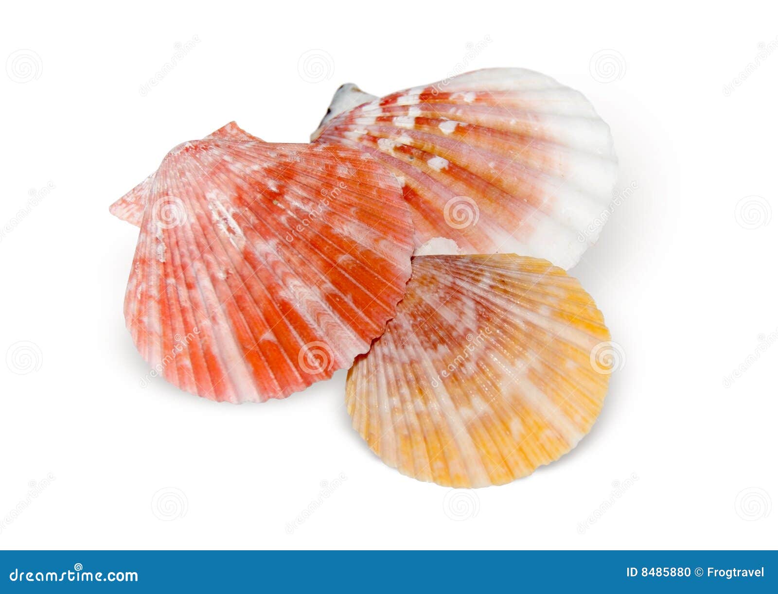 seashells 