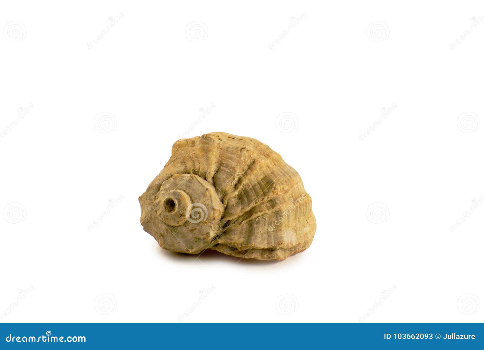 Seashells Isolated On A White Background. Shells Painted In Gold Color