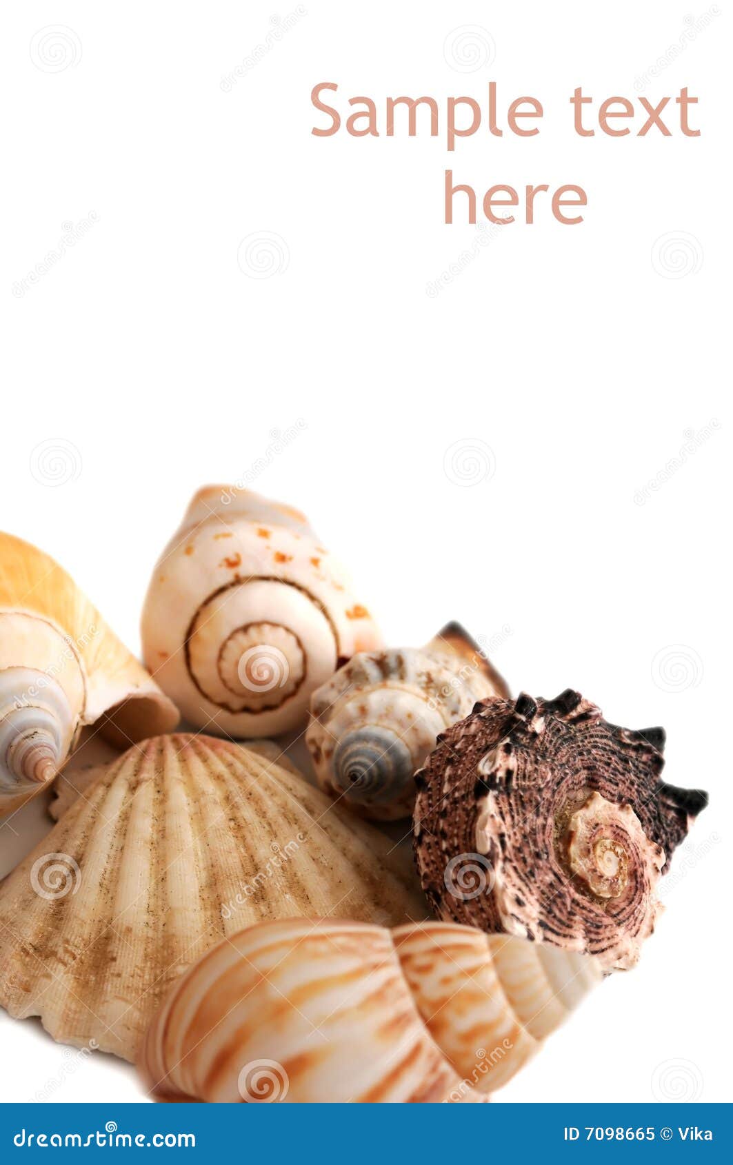 Seashells Isolated On A White Background. Shells Painted In Gold Color