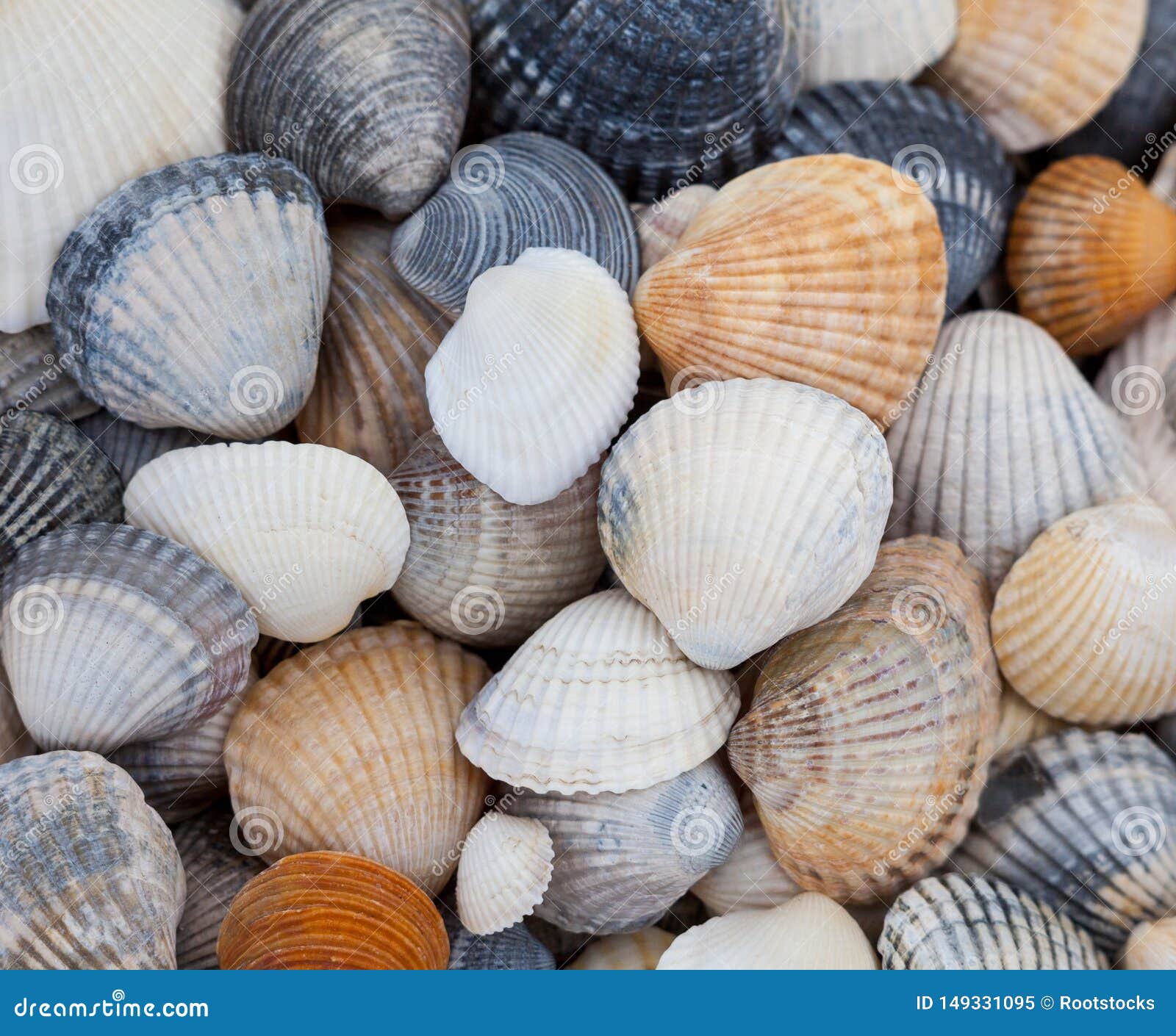 Seashells Mollusk skorupy. Seashells of different colors. Mollusk shells. Seashell background. Texture of the shells